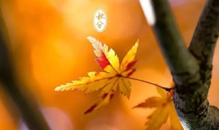 24节气之秋分养生食谱大全(春夏秋冬二十四节气养生食谱)