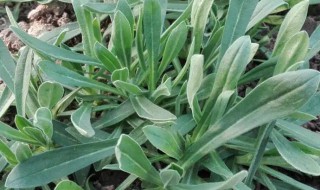 哪些人不能吃面条菜（什么人不能吃面条菜）