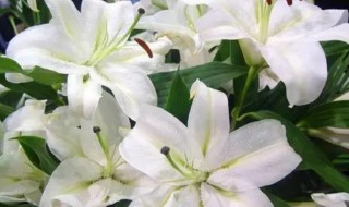 百合花的吃法(百合怎么吃法最好)