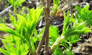 哪些人不能吃刺老芽 吃刺老芽有什么好处
