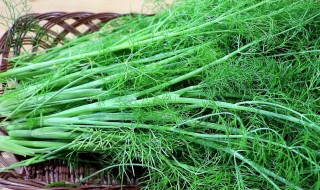 茴香的吃法 茴香的吃法做法大全