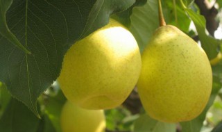 鸭梨的吃法(鸭梨吃法视频)
