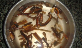 地龙的吃法（地龙的吃法和用量）