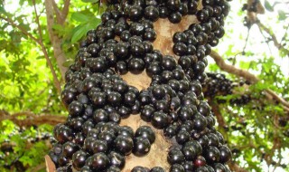 嘉宝果的吃法 嘉宝果正确吃法