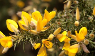 荆豆的吃法（荆豆功效与作用）