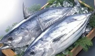 鲣鱼的吃法(鲽鱼的吃法)