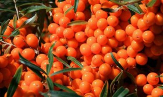 沙棘的吃法 沙棘原浆的最佳吃法