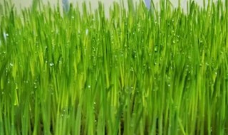 小麦苗的吃法 小麦苗吃法视频