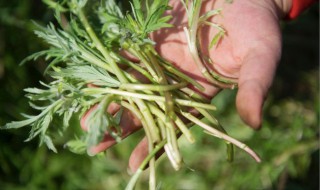 哪些人不能吃蒌蒿 哪些人不能吃蒌蒿菜