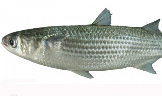 哪些人不能吃鲻鱼（鲮鱼什么人不能吃）