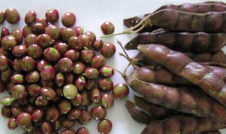 哪些人不能吃木豆(哪些人不能吃木豆芽)