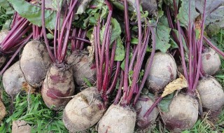 哪些人不能吃甜菜根 什么人不适合吃甜菜根