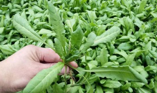 哪些人不能吃芥菜 哪些人不能吃芥菜