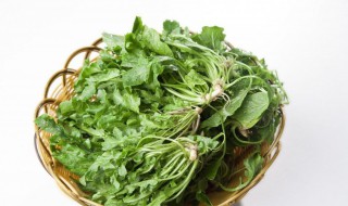 报春菜的吃法 报春是什么菜