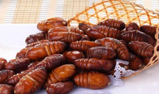 哪些人不能吃蚕蛹 哪些人不能吃蚕蛹的原因