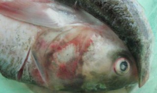 哪些人不能吃胖头鱼(胖头鱼的禁忌人群)