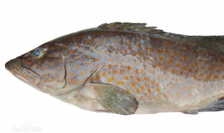 哪些人不能吃鳓鱼 鳡鱼什么人不能吃