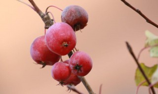 海棠果的吃法 吃海棠果有什么好处和坏处
