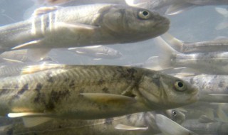 哪些人不能吃湟鱼 哪些人不能吃湟鱼汤