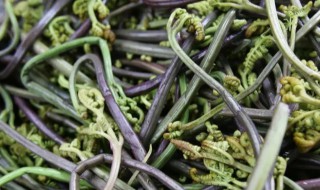 哪些人不能吃蕨菜（什么人不可以吃蕨菜）
