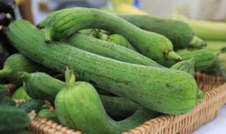 立秋后丝瓜能不能吃（立秋后不能吃丝瓜吗）
