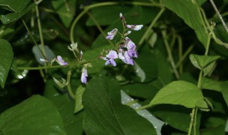 哪些人不能吃葛 哪些人不能吃葛根粉吃了会怎么样