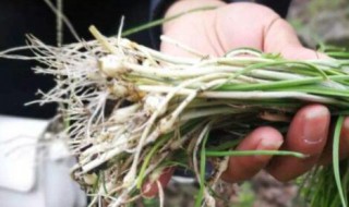 哪些人不能吃野葱 什么人不能吃野葱