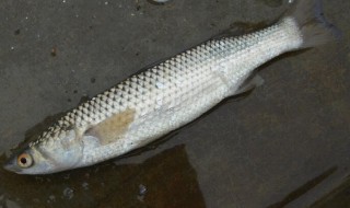 哪些人不能吃梭鱼(梭鱼的功效与禁忌人群)