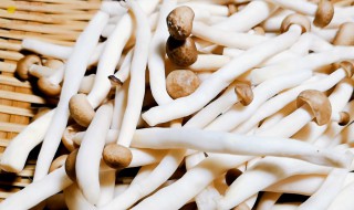 哪些人不能吃蟹味菇（哪些人不能吃蟹味菇呢）