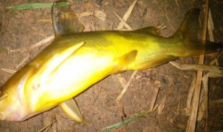 哪些人不能吃黄颡鱼 黄颡鱼能吃嘛