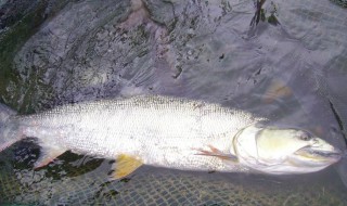 鳡鱼的吃法 鲮鱼的吃法