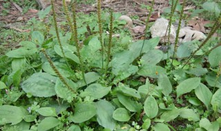 哪些人不能吃车前草 什么人不能吃车前草