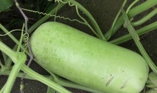 哪些人不能吃瓠瓜 哪些人不能吃瓠瓜籽