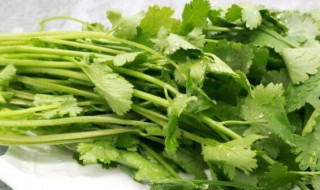 哪些人不能吃芫荽（哪些人不能吃芫荽菜）