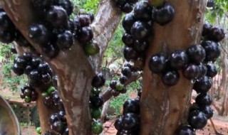 哪些人不能吃嘉宝果 哪些人不能吃嘉宝果冻