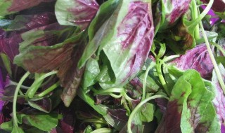 哪些人不能吃苋菜 哪些人不能吃苋菜叶