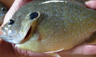 哪些人不能吃太阳鱼 太阳鱼会不会吃别的鱼