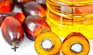 哪些人不能吃棕榈油 棕榈油哪些人不适宜食用