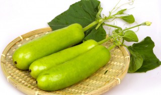 蒲瓜的吃法 蒲瓜的吃法大全集