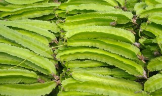 四棱豆的吃法（四棱豆的吃法有些什么）