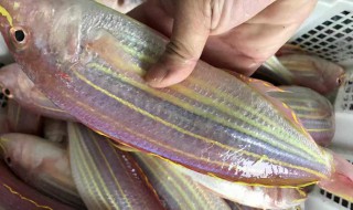 哪些人不能吃金线鱼 5种公认最好吃的海鱼