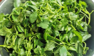 哪些人不能吃苜蓿菜 哪些人不能吃苜蓿菜有结节肌瘤的人可以吃苜蓿吗