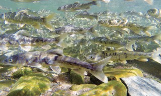 湟鱼的吃法（湟鱼好吃的做法）