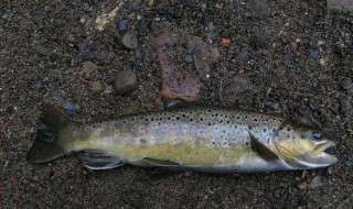 哪些人不能吃赤眼鳟（哪些人不能吃赤眼鳟鱼）