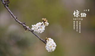 二十四节气之惊蛰时节应如何养生（惊蛰的介绍二十四节气）