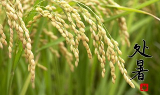 节气中处暑代表什么 节气处暑代表什么意思