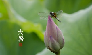 大暑节气有什么禁忌（大暑节气有什么禁忌吗）