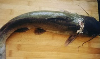 江团鱼的吃法 江团鱼吃什么?