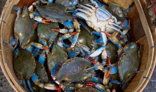 三疣梭子蟹怎么保存（保存梭子蟹的方法）