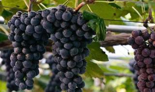 哪些人不能吃黑提（黑提吃多了会怎么样）